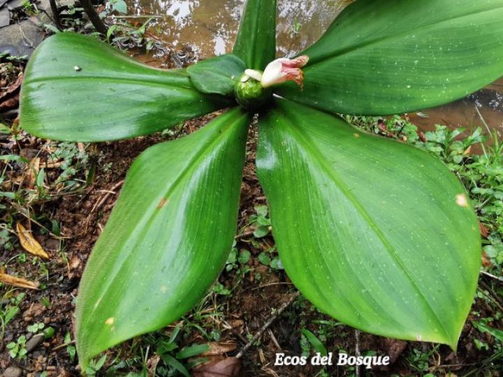 Costus malortieanus
