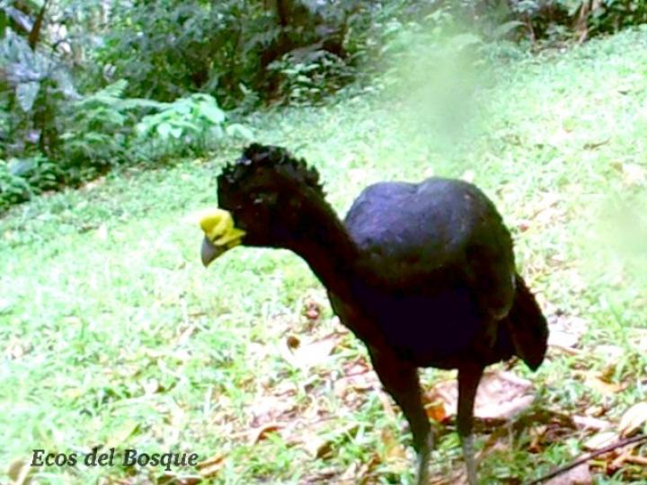 Crax rubra (Pavón) macho