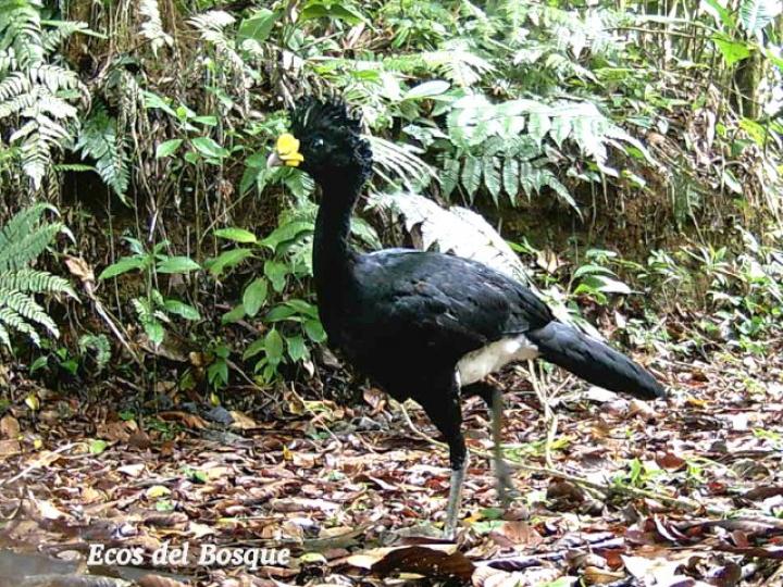 Crax rubra (Pavón) macho