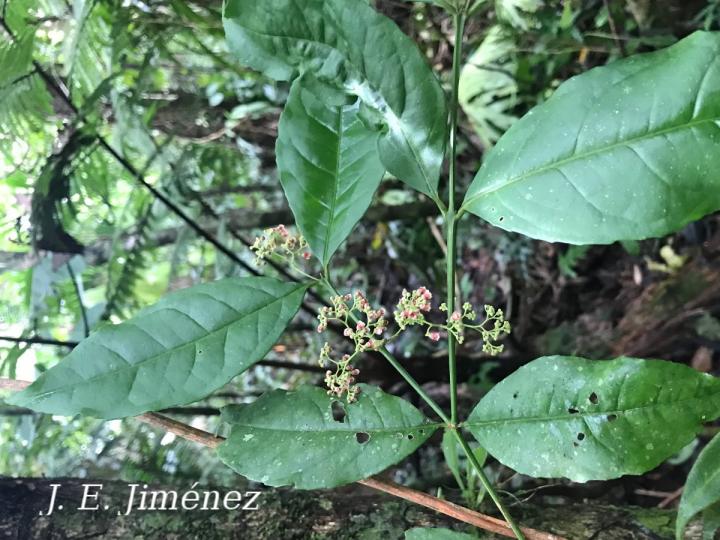 Crossopetalum enervium