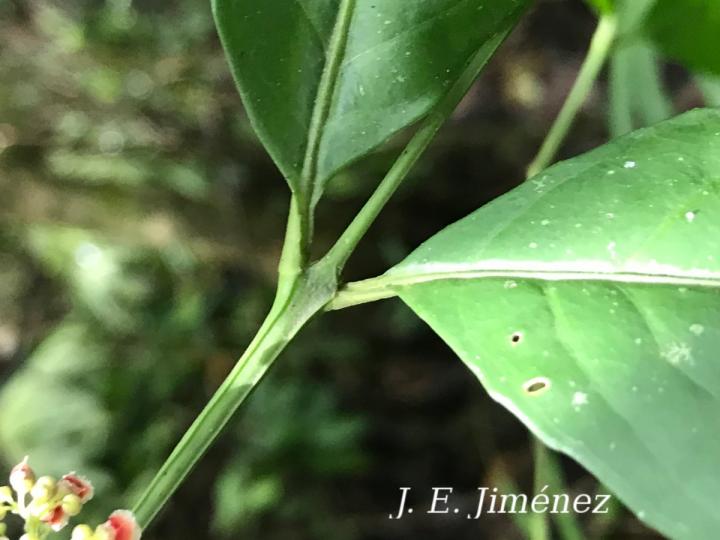 Crossopetalum enervium