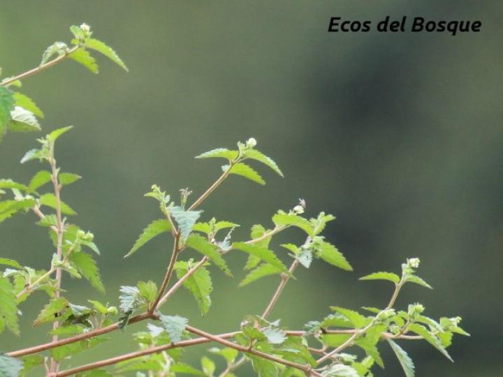 Croton trinitatis (Comastrona)