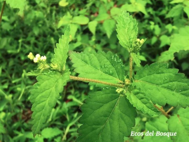 Croton trinitatis (Comastrona)