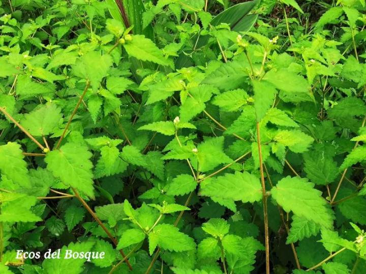 Croton trinitatis (Comastrona)