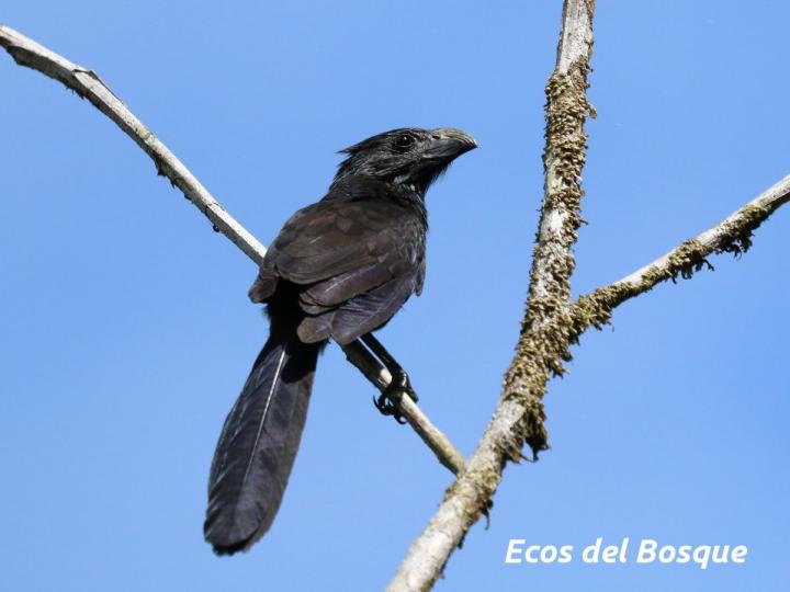 Crotophaga sulcicrostris