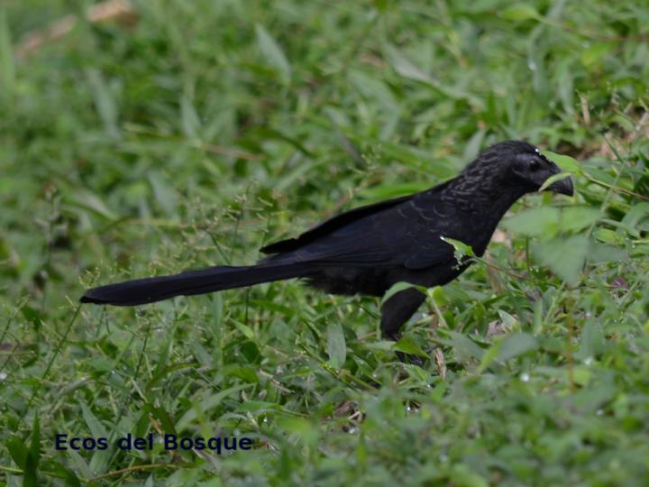 Crotophaga sulcicrostris