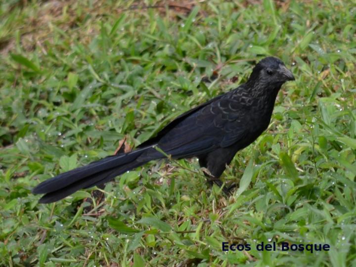 Crotophaga sulcicrostris
