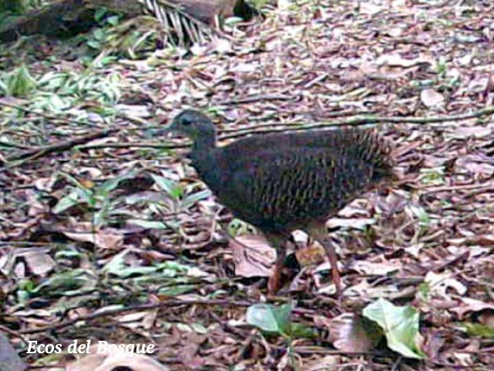 Crypturellus boucardi (Tinamú pizarroso)