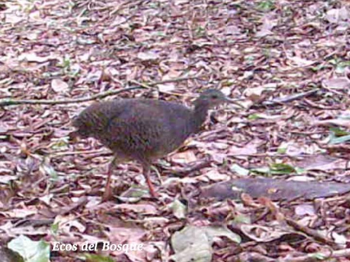 Crypturellus boucardi (Tinamú pizarroso)
