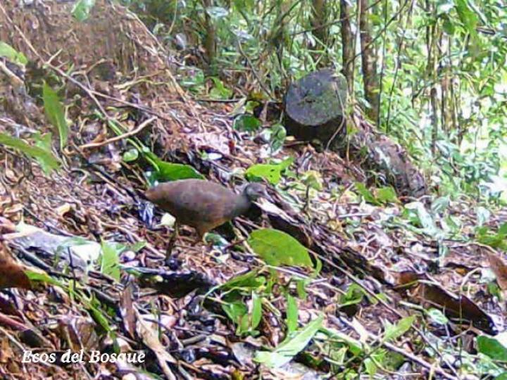 Crypturellus soui (Tinamú chico)