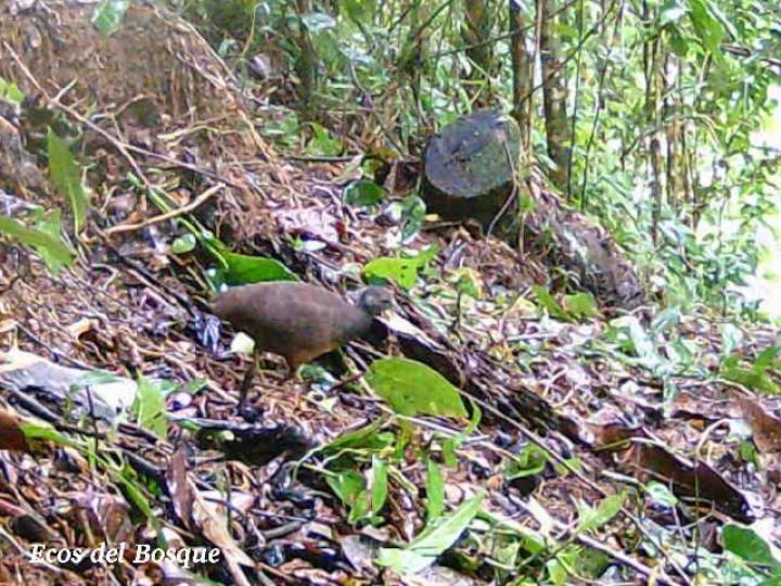 Crypturellus soui (Tinamú chico)