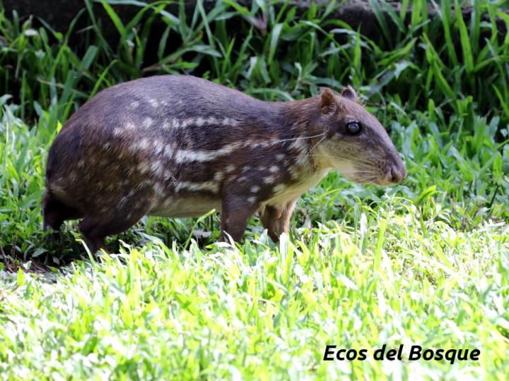 Cuniculus paca