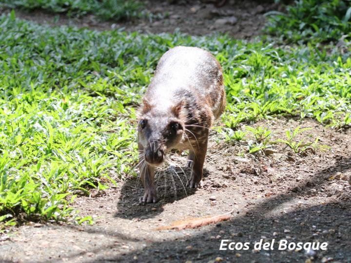 Cuniculus paca | Ecos del Bosque