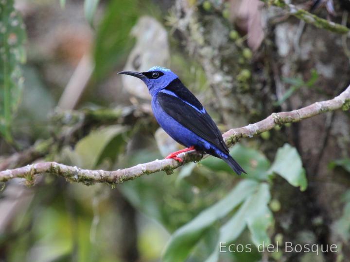 Cyanerpes cyaneus