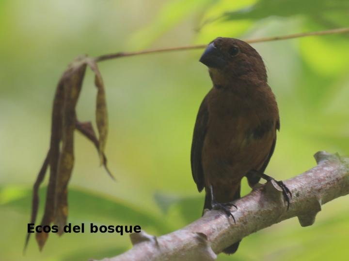 Cyanocompsa cyanoides