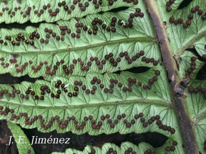 Cyathea mutica var. grandis