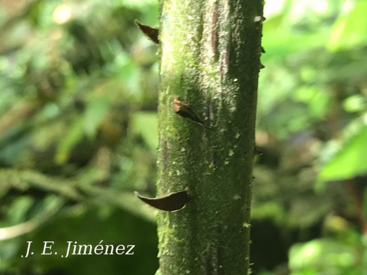 Cyathea mutica var. grandis