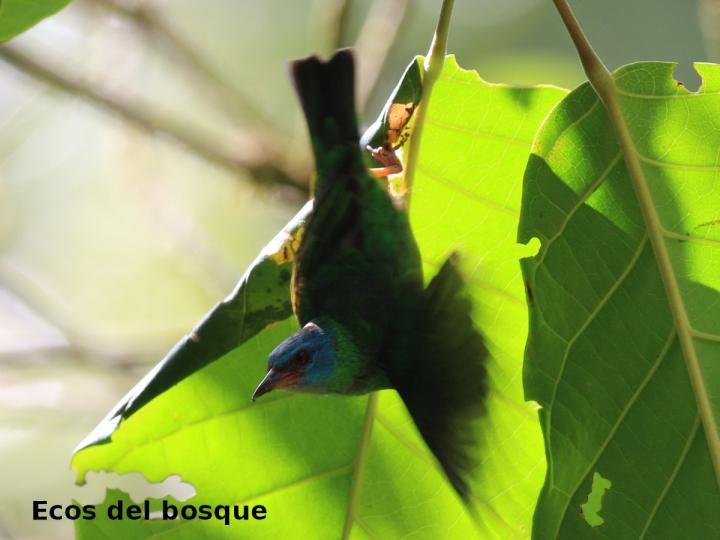 Dacnis cayana