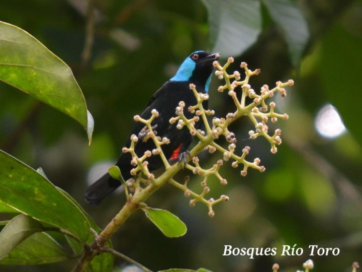 Dacnis venusta Dacnis venusta