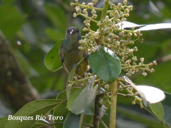 Dacnis venusta Dacnis venusta