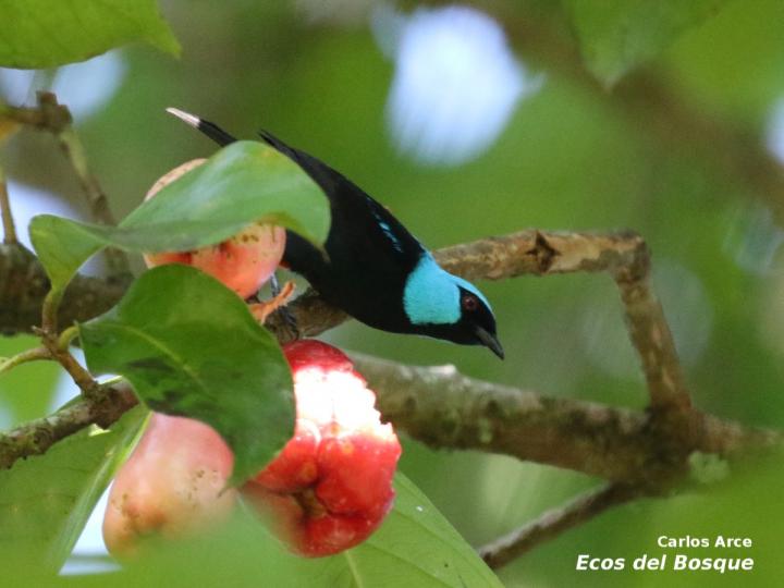 Dacnis venusta Dacnis venusta