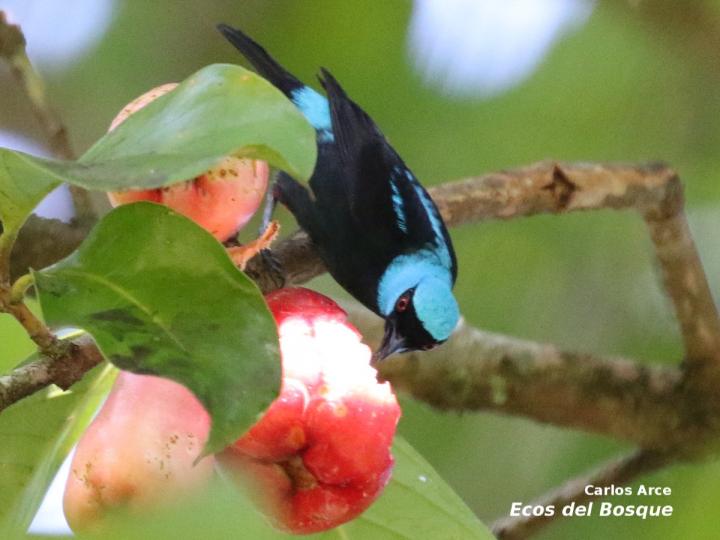 Dacnis venusta Dacnis venusta