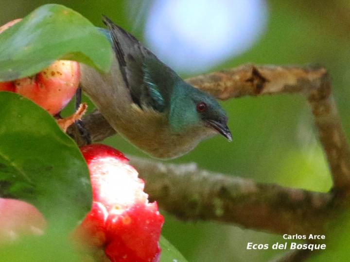 Dacnis venusta Dacnis venusta