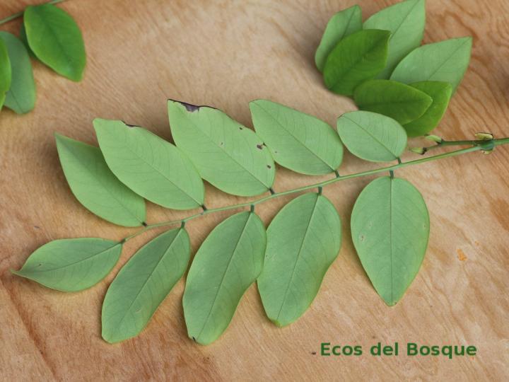 Dalbergia retusa Ecos del Bosque