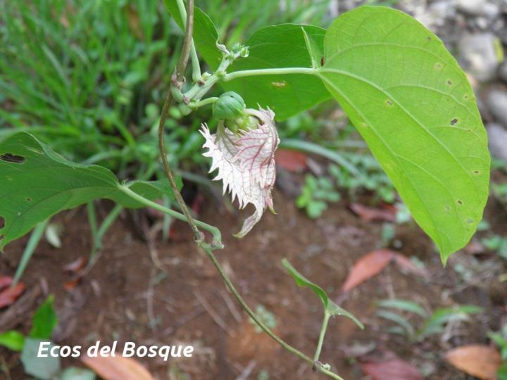 Dalechampia dioscoreifolia