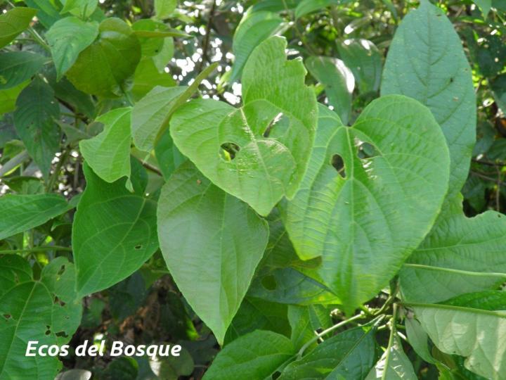 Dalechampia dioscoreifolia