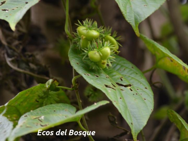 Dalechampia dioscoreifolia