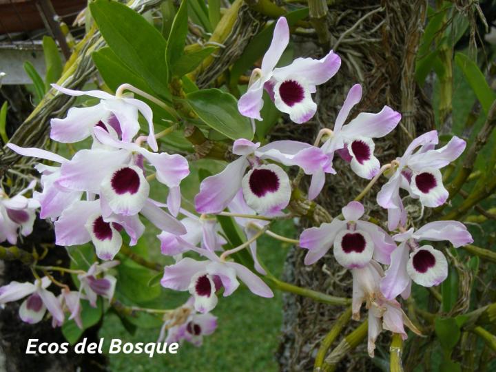 Dendrobium nobile