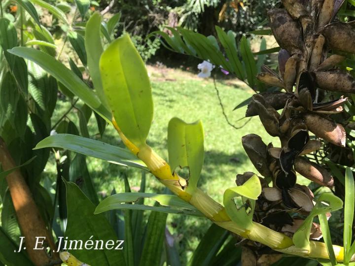 Dendrobium nobile