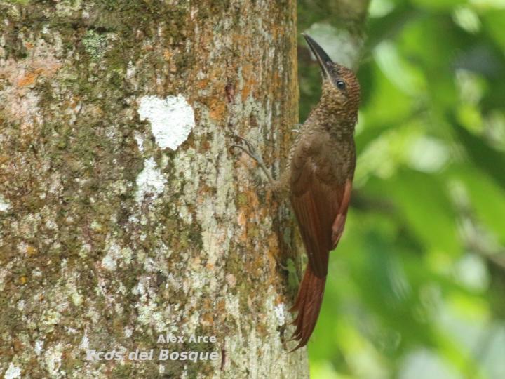 Dendrocolaptes sanctithomae Dendrocolaptes sanctithomae