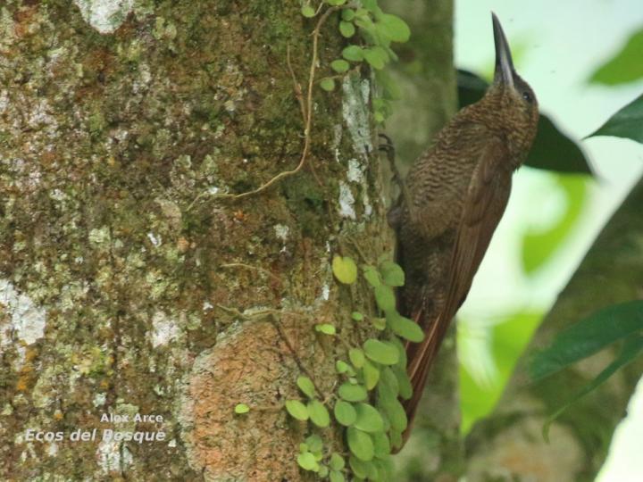 Dendrocolaptes sanctithomae Dendrocolaptes sanctithomae