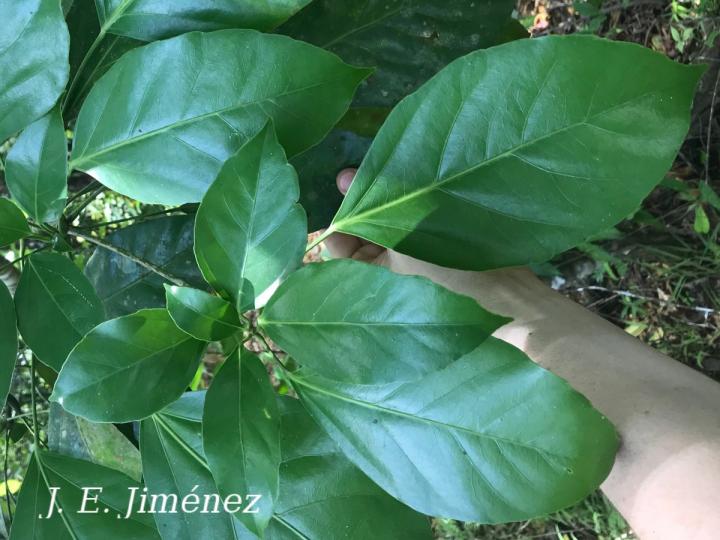 Dendropanax arboreus