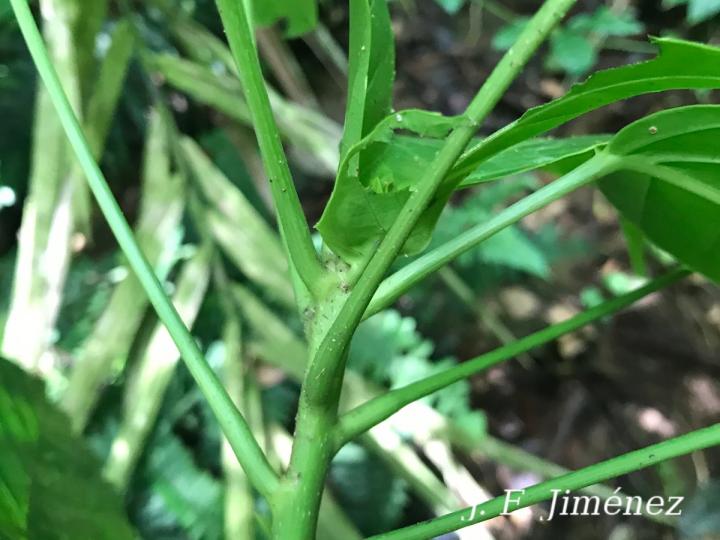 Dendropanax stenodontus