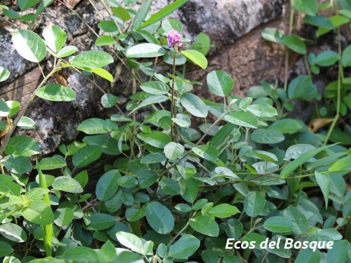 Desmodium heterocarpon