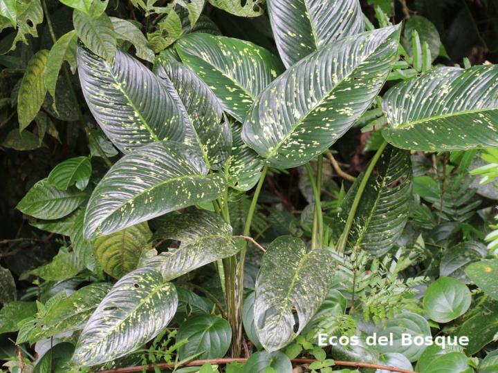 Dieffenbachia grayumiana