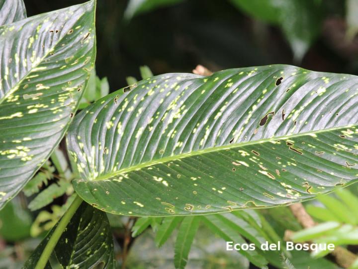 Dieffenbachia grayumiana