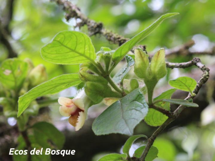 Drymonia alloplectoides