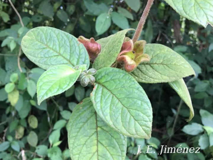 Drymonia alloplectoides