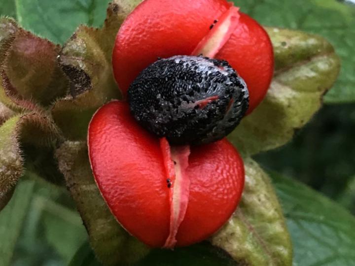 Drymonia alloplectoides