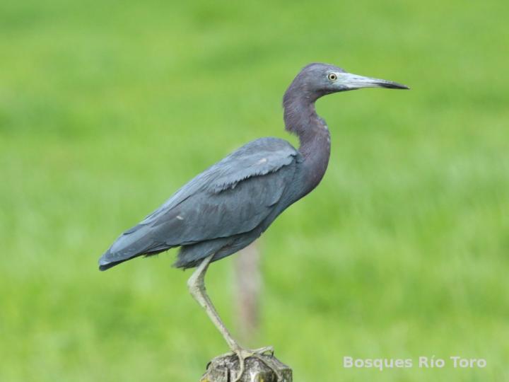 Egretta caerulea