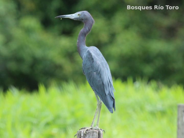 Egretta caerulea