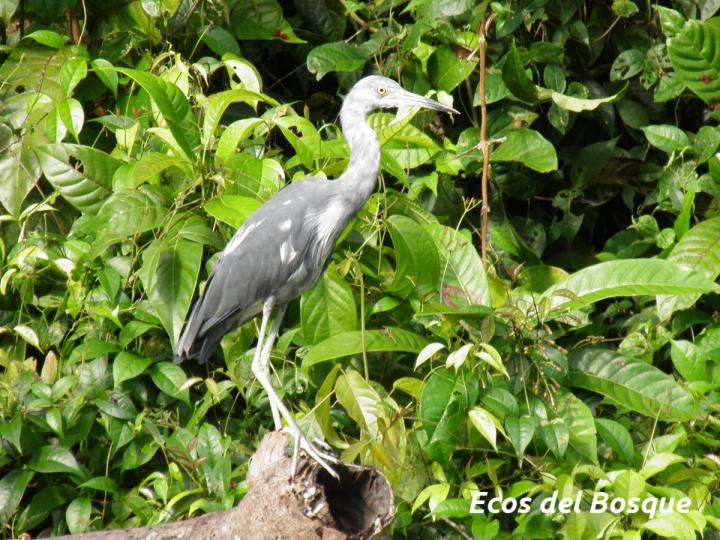 Egretta caerulea