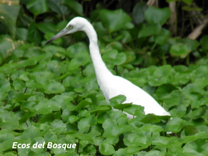 Egretta caerulea