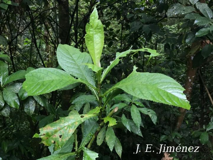 Eirmocephala brachiata