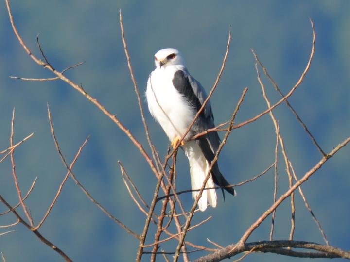 Elanus leucurus