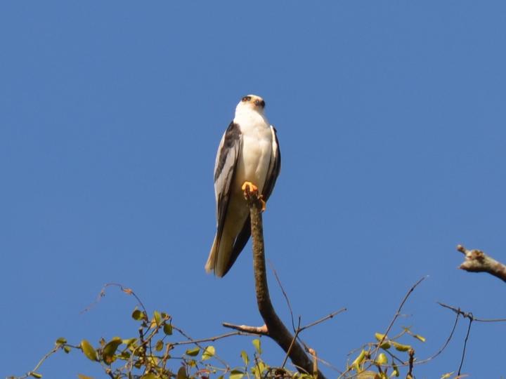 Elanus leucurus